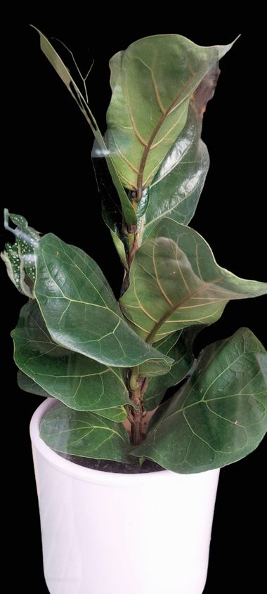 Mpinfante en Hamelin: Flora, Ficus lyrata, # he tomado la foto a través del cristal.