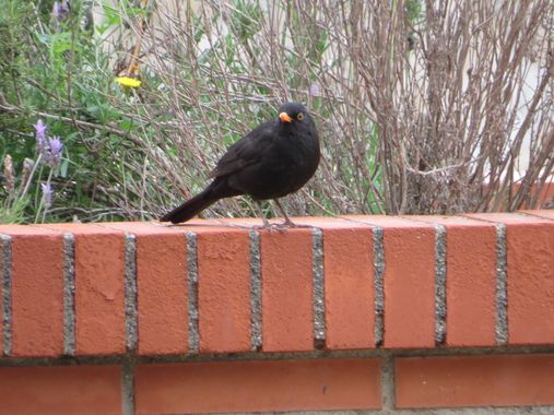 Solerantonio2 en Hamelin: Fauna  (Almería), Turdus merula Linnaeus, 1758, Ave
