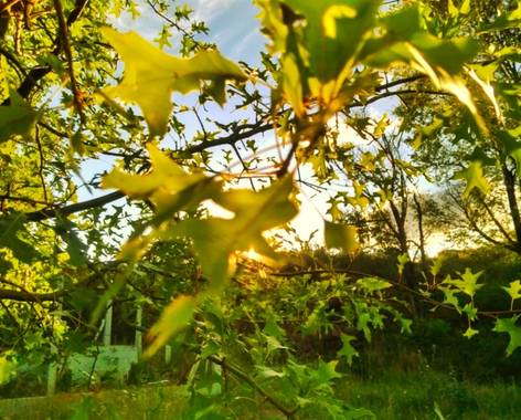 lautaro99guzman en Hamelin: Flora, Quercus palustris, #likes 