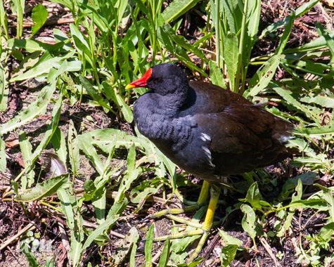 Martinezantonio.correo en Hamelin: Fauna  (Madrid), Gallinula chloropus (Linnaeus, 1758), #aves
