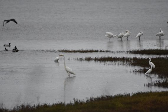 Info en Hamelin: Fauna, Aves en Brozas un día de lluvia