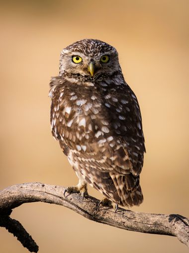 Pablosdoc en Hamelin: Fauna  (Sant Martí de Riucorb), Athene noctua (Scopoli, 1769), #hamelin #aves #fauna #naturaleza #nature #birds #mochuelo 