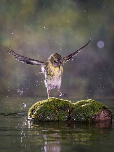 Pablosdoc en Hamelin: Fauna  (el Pont de Vilomara i Rocafort), Spinus spinus (Linnaeus, 1758), LÚGANO POSÁNDOSE BAJO LA LLUVIA.

#Aves21 #aves #ave #birds ...