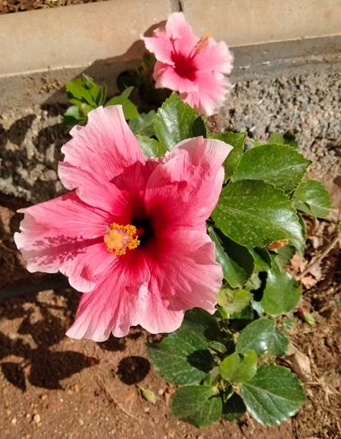 Solerantonio2 en Hamelin: Flora  (Almeria), Planta