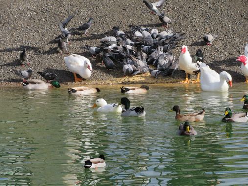 Solerantonio2 en Hamelin: Fauna  (Almería), Aves
