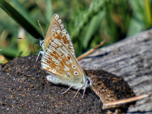mariale en Hamelin: Fauna, 🦋 💙 🦋 
📸 #marialemdza
💙 🦋 💙 
#BellezaNatural  #macro #macroflowers #naturaleza #mariposas #macrophotography  #mariposa #...