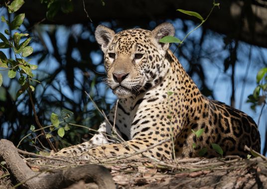 César Gil en Hamelin: Fauna  (Poconé), Panthera onca palustris (Ameghino, 1888), Cruzando miradas con el felino más grande de las Américas 🐆🇧🇷