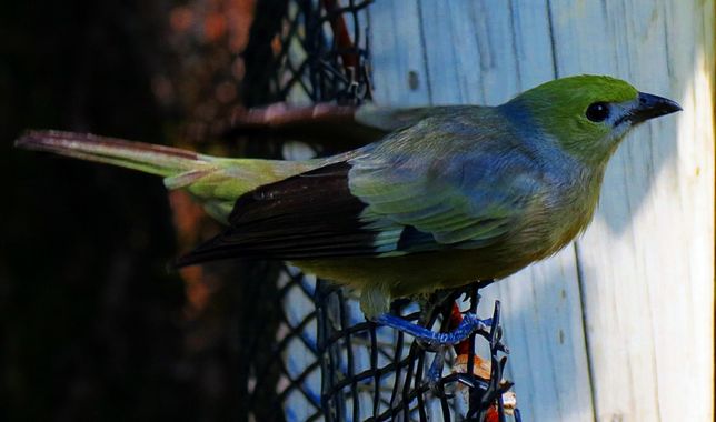 danielhincapie230979 en Hamelin: Fauna  (Medellín), Thraupis palmarum (zu Wied-Neuwied, 1821), #azulejodepalma #avesdecolombia #ornitologia #naturaleza #wi...