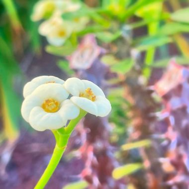 Juanatlantida82 en Hamelin: Flora, Euphorbia lophogona, Flores 