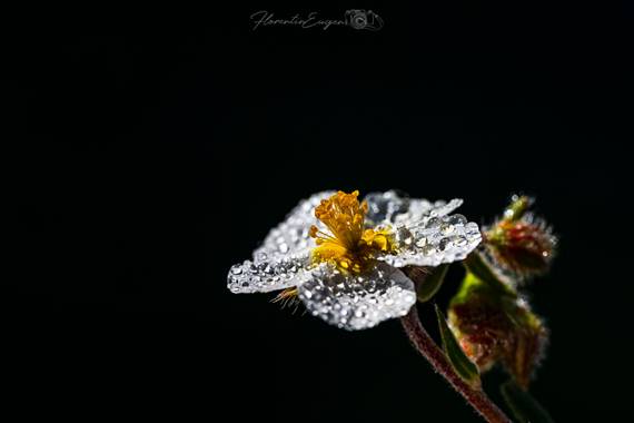 Florentinoeugenio en Hamelin: Flora  (Coslada), Helianthemum apenninum, #flora21 