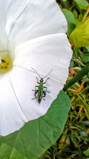 Mivilor68 en Hamelin: Fauna  (Avenida Molinaseca), Oedemera nobilis (Scopoli, 1763), #insectos 
#insectosdeespaña 