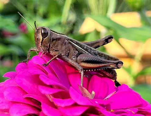 Msanchezvasco en Hamelin: Fauna  (Ulldecona), La mayoría de los saltamontes son herbívoros por lo que se alimentan de plantas y frutos secos, pero sobre to...