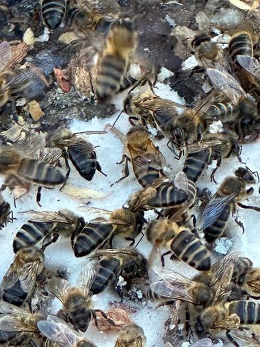 su en Hamelin: Fauna  (Avenida America), #insectos #abejas 