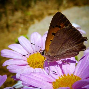 rqsalcedo en Hamelin: Fauna  (Madrid), #mariposas 