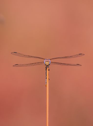 Juancarlosescalera en Hamelin: Fauna  (Dos Hermanas), #insectos #libelula 