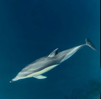 su en Hamelin: Fauna  (Spain), #mamiferos #delfin 
El delfín común ocupa un lugar importante en la historia, ya que fue la primera especie de delfín descri...