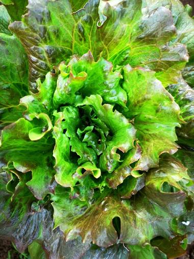 imagiaproducciones en Hamelin: Flora  (Carracedelo), Lactuca sativa, #lechuga #alimentofresco #huerta #casero #artesano #saludable #sano #nutritivo #comida...