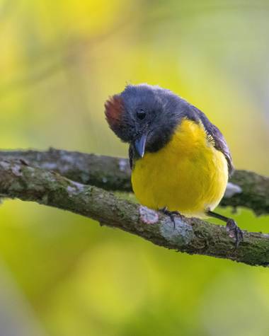 jhonathanmiranda1 en Hamelin: Fauna  (Los Salias), Myioborus miniatus (Swainson, 1827), Curiosa Candelita Gargantipizarra

#Aves21 #birdsofvenezuela #avesd...
