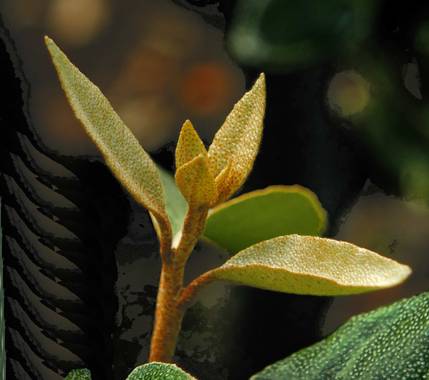 Zukerrene en Hamelin: Flora, Shepherdia canadensis