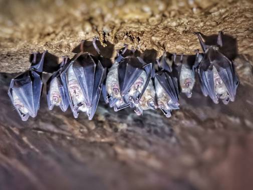 Petitmón en Hamelin: Fauna  (l'Espunyola), Reunión de.....
#fauna 
#mundosubterraneo