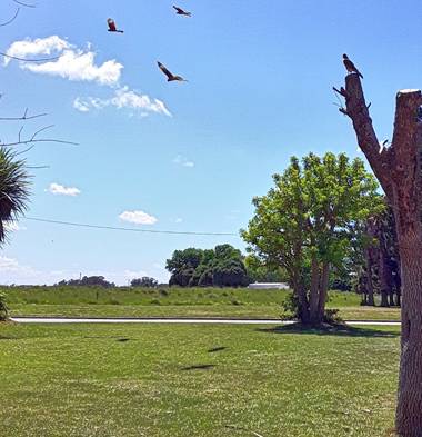 Gabriela Analía Russo en Hamelin: Paisaje, #parquesyjardines #pueblo Mechongué #chimangos 