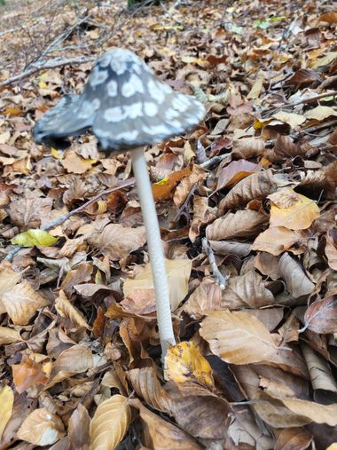chilisto en Hamelin: Observación, Coprinus comatus
#rurales #agua #rural #fotonatura #setas