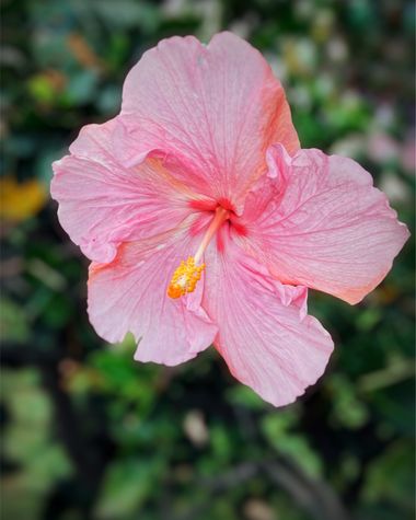 Juanatlantida82 en Hamelin: Flora  (Puerto de la Cruz), Hibiscus rosa-sinensis, Flores 