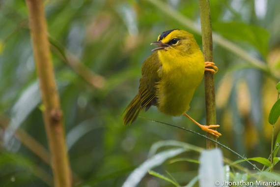 jhonathanmiranda1 en Hamelin: Fauna  (Bolivariano de Guaicaipuro), Myiothlypis nigrocristata (Lafresnaye, 1840), Un Guicherito en el bambú, su hábitat

#av...
