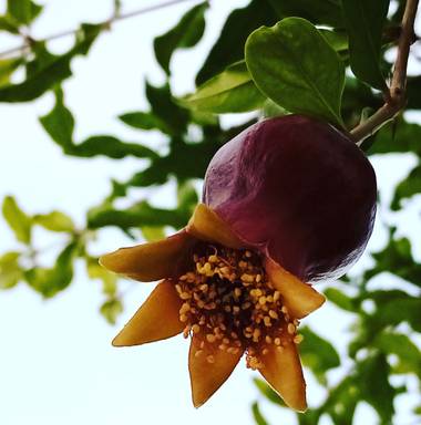 Navarroarevalomariateresa en Hamelin: Flora  (Viesca), Punica granatum, La flor vistosa ahora será una deliciosa granada!!