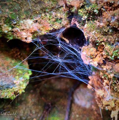 littleworld28 en Hamelin: Fauna  (Medellín), La red, telaraña #telaraña #spider #insectos #colombia 