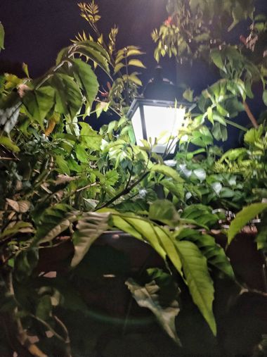 José Antonio en Hamelin: Flora, #nocturno#flora#rurales 