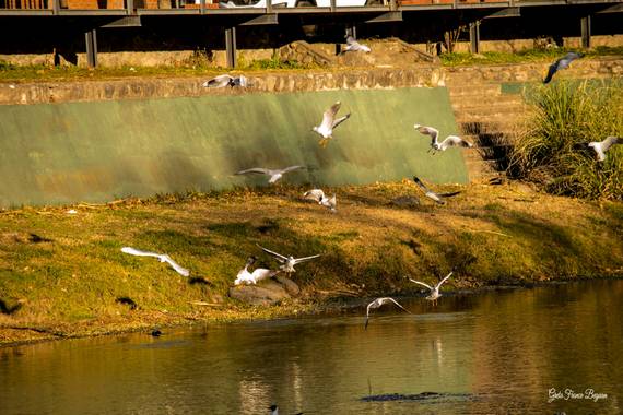 Greta franco beguan en Hamelin: Fauna  (Calamuchita), #Nikon #Aves
#Landscape #Paisajes 
#Rio #River #Visual 
#VisualArt #Arte #Art 
#View #Fineart #Fotos ...