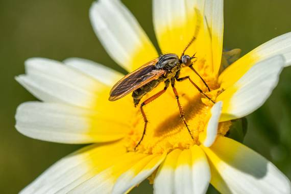 Franciscojlopez63 en Hamelin: Fauna  (Sevilla), Creo que es una especie de mosca libando