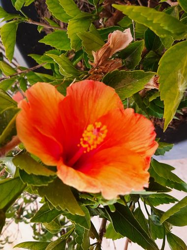 Abigail en Hamelin: Flora, Hibiscus rosa-sinensis