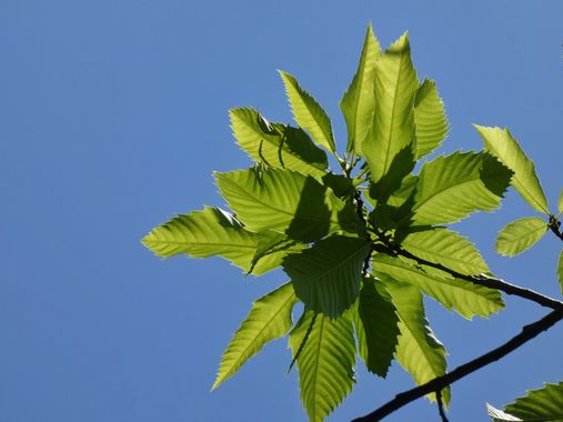mariale en Hamelin: Flora  (Piloña), Castanea sativa, 📸 #marialemdza
viernes, 10/06/2022
💚 🌿🌳🌿💚 
#CumpleHamelin 
Hojas de castaño 
#hoja #castaño #ho...