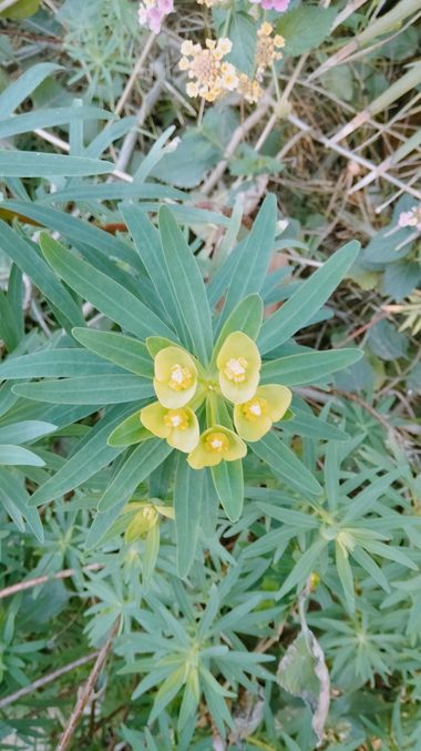 Solerantonio2 en Hamelin: Flora  (Almería), Euphorbia dendroides, Planta