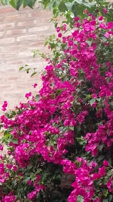 GrachuV. en Hamelin: Flora  (Santa Fe), Bougainvillea glabra, Santa Rita.🌺