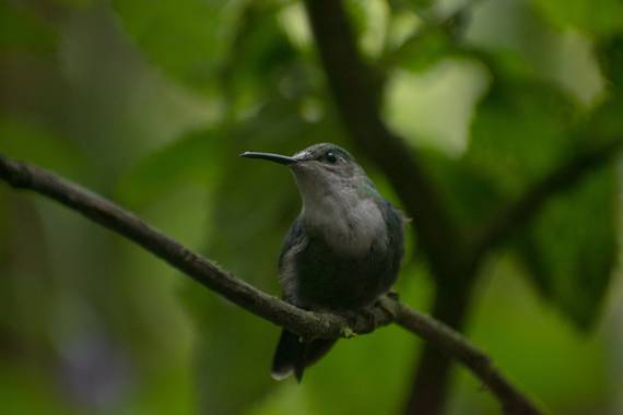 Colombia_salvaje_ en Hamelin: Fauna  (Dagua), Hermosos colibrí del valle del Cauca Colombia 