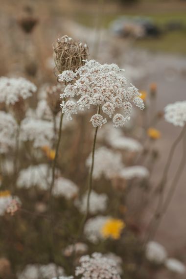 Elenagil.ph en Hamelin: Flora, #flora #flor #naturaleza #flores #floresbellas #flower