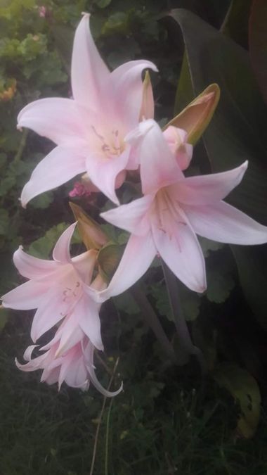 GrachuV. en Hamelin: Flora  (Santa Fe), Amaryllis belladonna, Asuzena.🌺