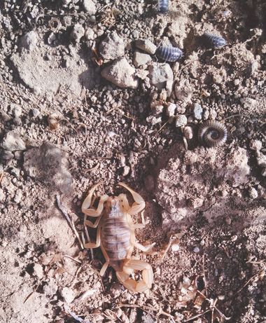 Solerantonio2 en Hamelin: Fauna  (Níjar), Escorpión amarillo