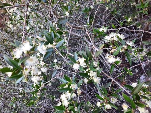 K.loresosa en Hamelin: Flora, Myrtus communis