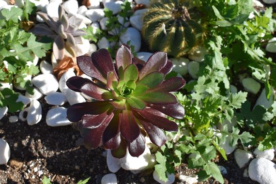 Solerantonio2 en Hamelin: Flora  (Almería), Planta
