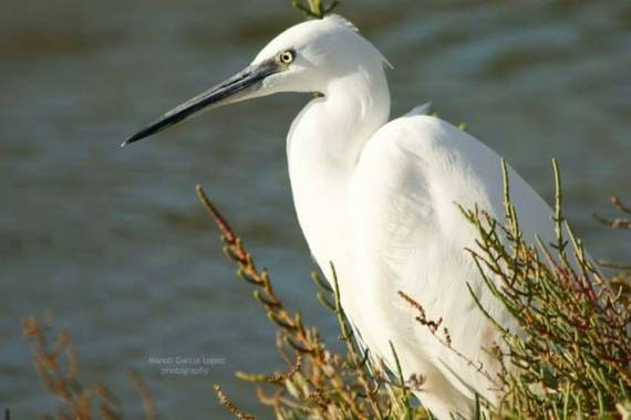 Logarma en Hamelin: Fauna  (Sant Jaume d'Enveja), Egretta garzetta (Linnaeus, 1766), #Aves21