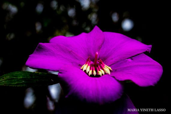 MAYI_97  en Hamelin: Flora, #arboles #flores #flower #planta #plants #fotografías #foto #florayfauna #cali #colombia #tendencia #hamelin #naturaleza #foto...