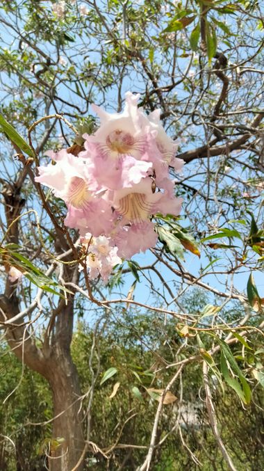 Solerantonio2 en Hamelin: Flora  (Almeria), × Chitalpa tashkentensis, Planta