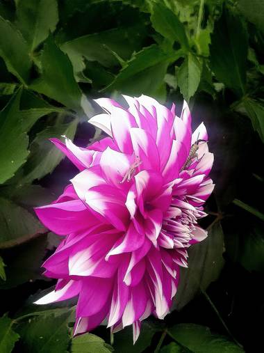 Blink182.0422 en Hamelin: Flora  (Pasto), Dahlia pinnata, Flor con dos inquilinos 