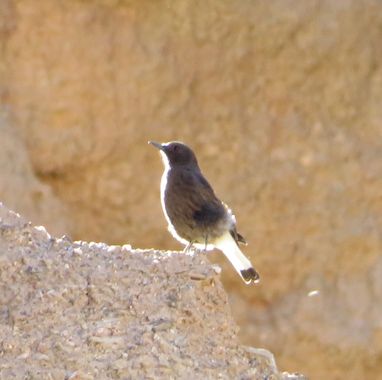 Solerantonio2 en Hamelin: Fauna  (Alboloduy), Oenanthe leucura (Gmelin, 1789), Ave