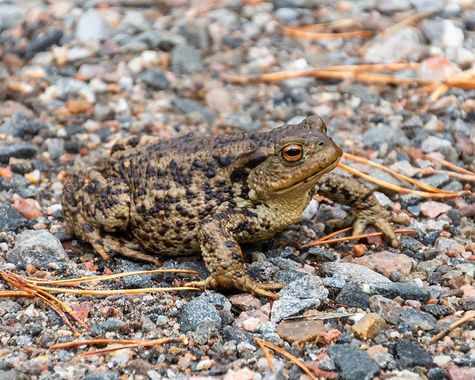 Martinezantonio.correo en Hamelin: Fauna  (Inverness), #anfibios#sapo#inverness #escocia