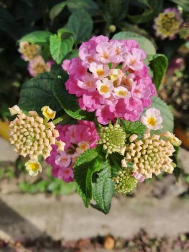 Zaynab en Hamelin: Flora, Lantana camara, Pasteles
